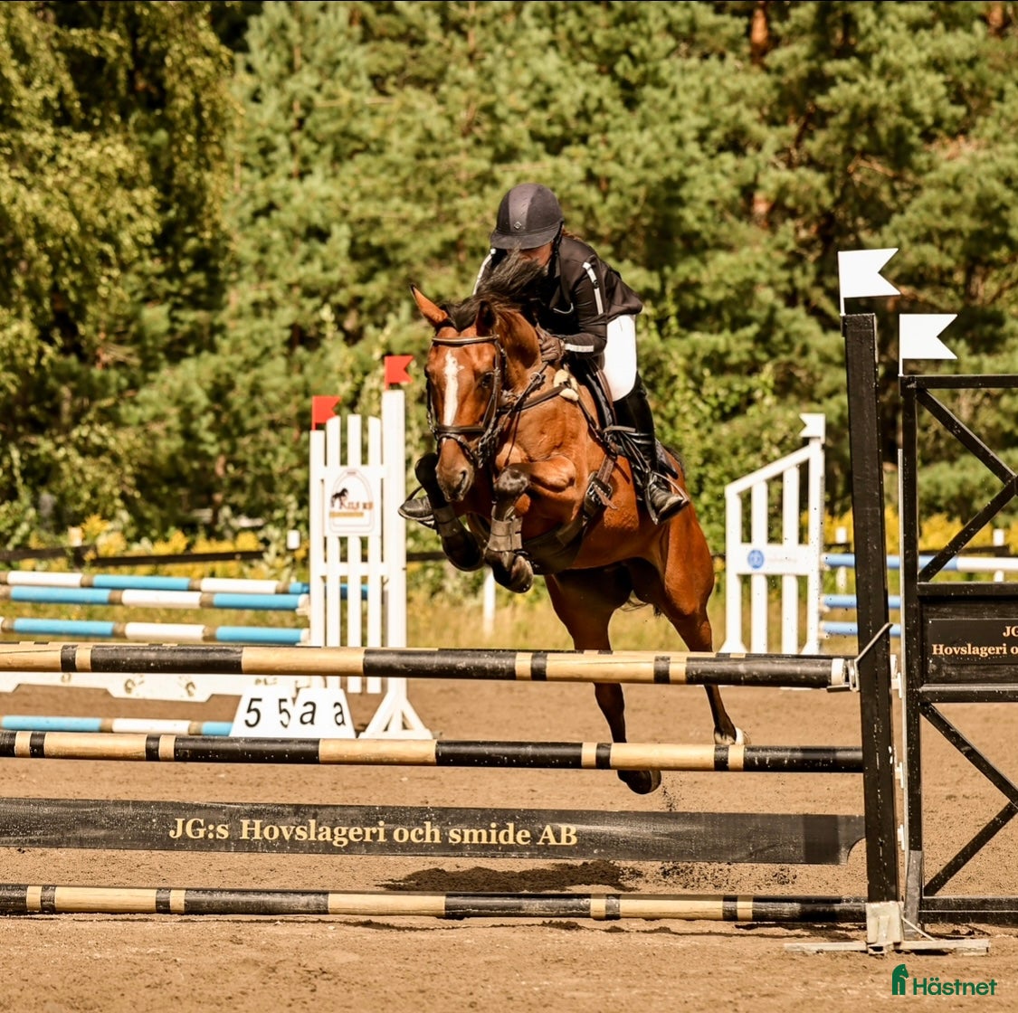  hästar Liten häftig häst med krut! i Kil - Annons 4