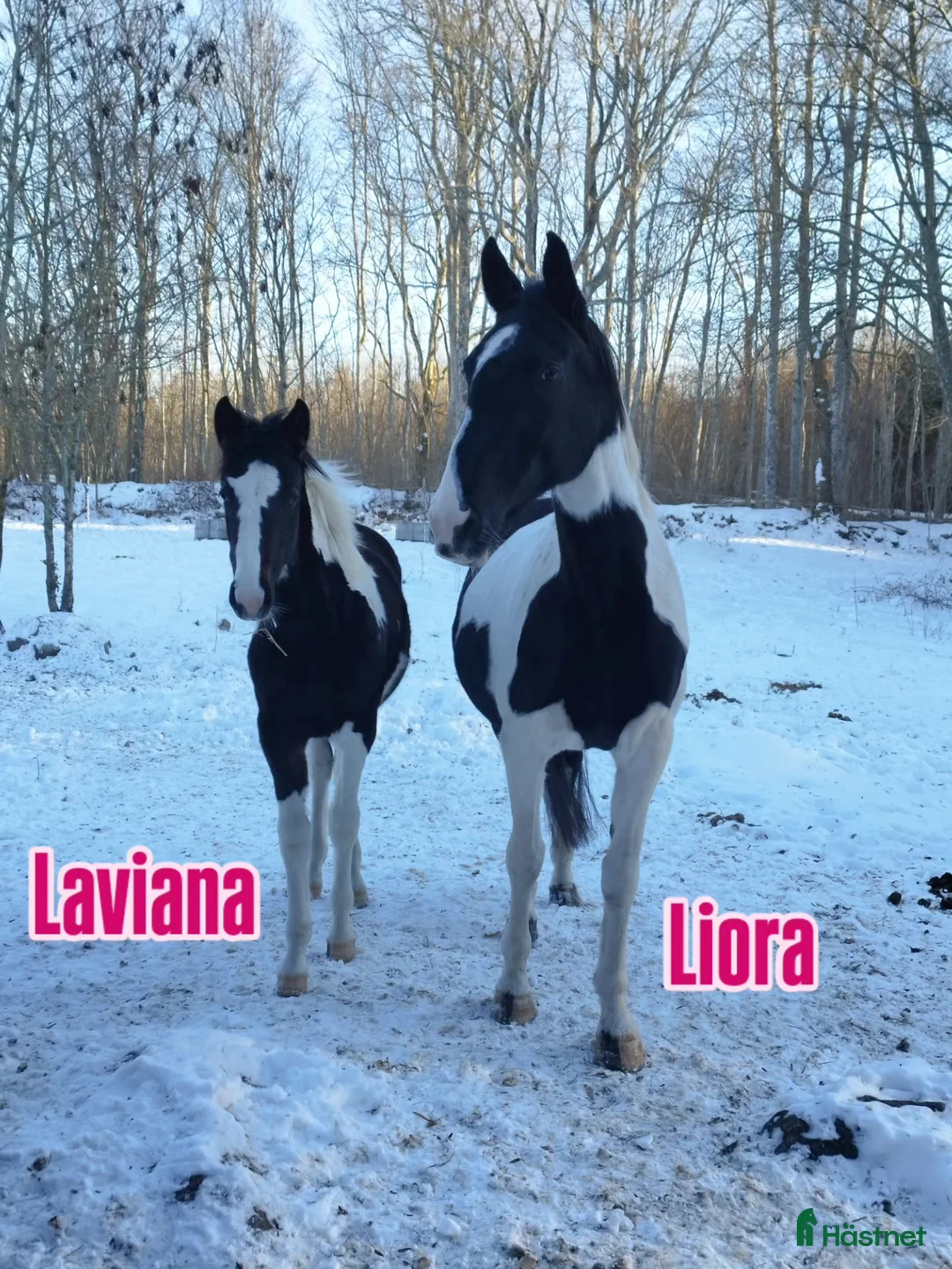 Avelshästar hästar till salu: Avelssto utlånas (RESERVERAD) i Torsås - Annons 6