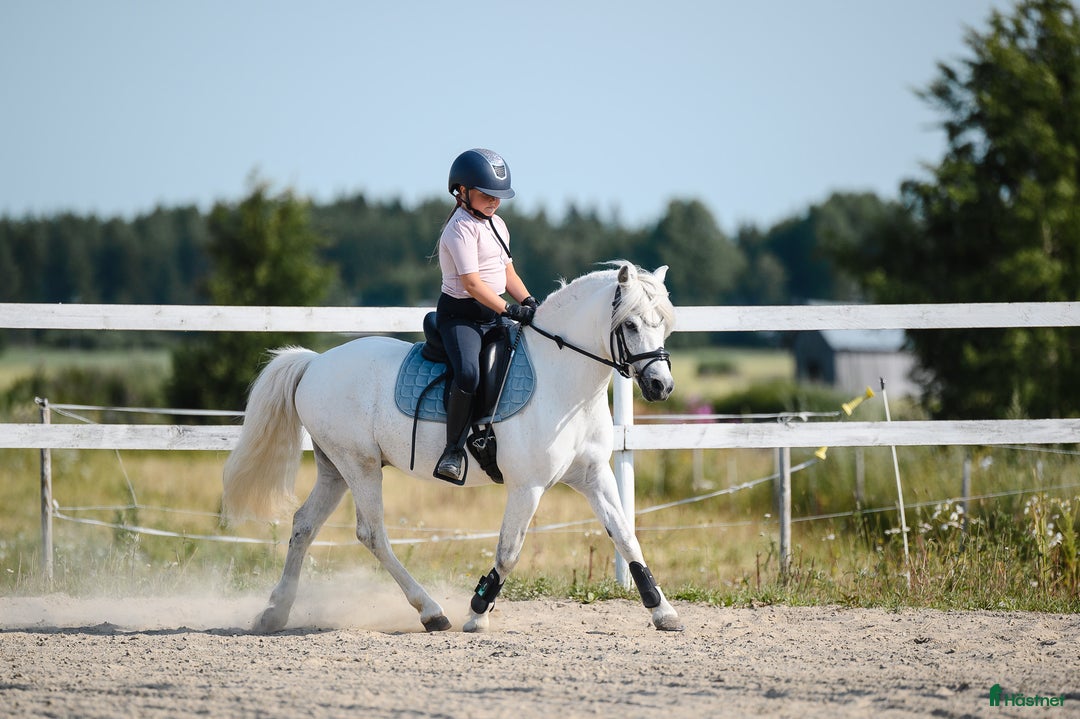 Dressyr hästar till salu: Dream Welsh Pony 10yrs - Annons 4