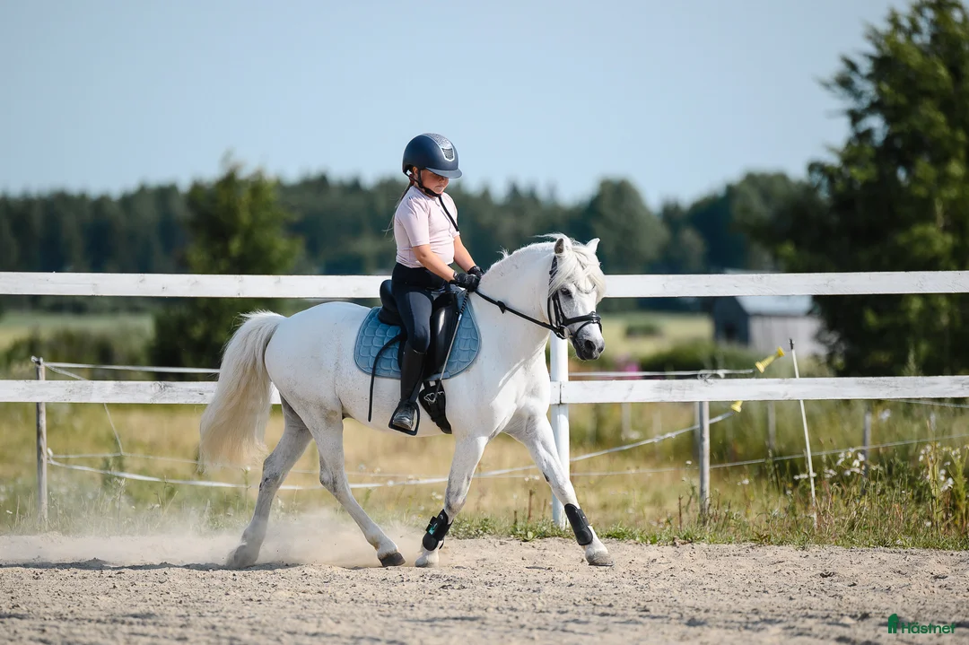 Dressyr hästar till salu: Dream Welsh Pony - Annons 4
