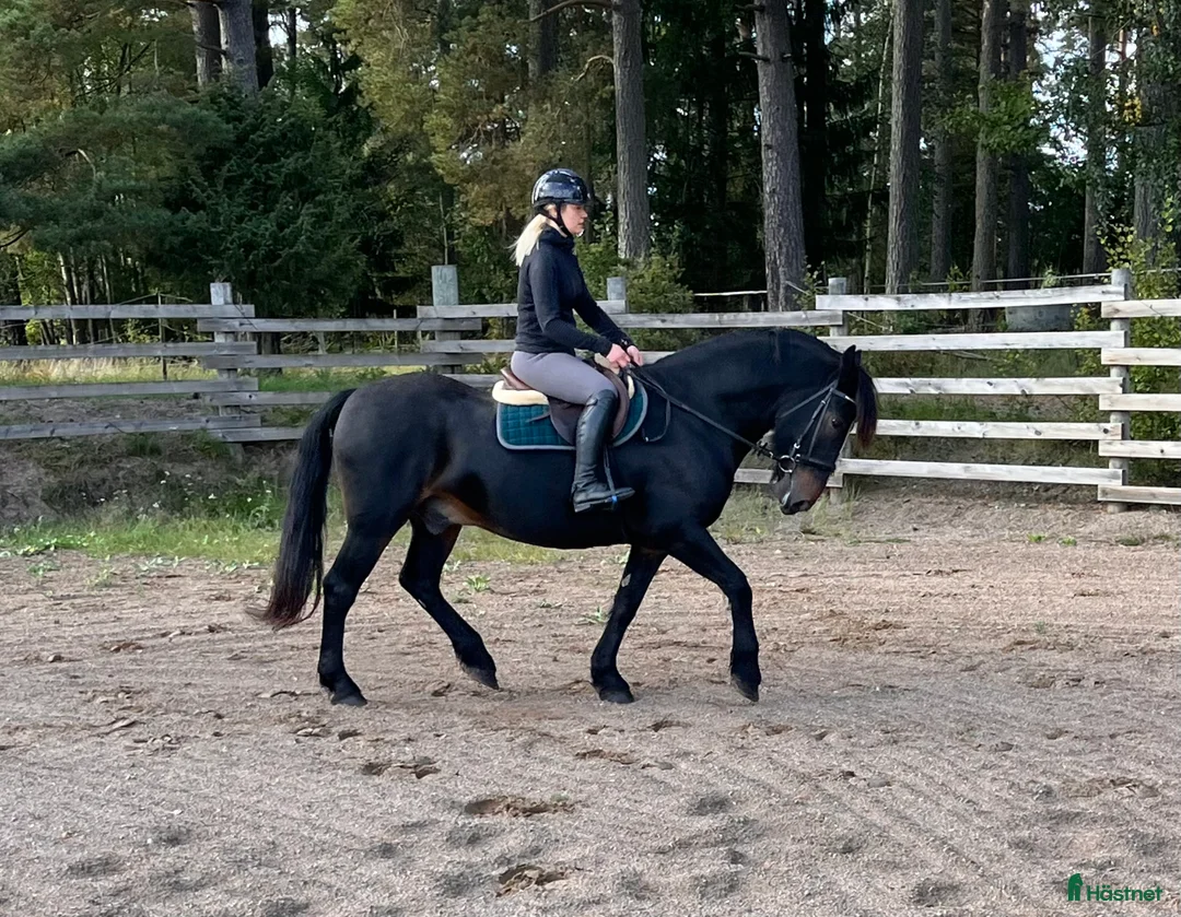 Allround hästar till salu: Fantastik häst - Annons 5