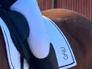 Schabrak & Vojlockar hästutrustning SÖKER i Kovland - Annons 8