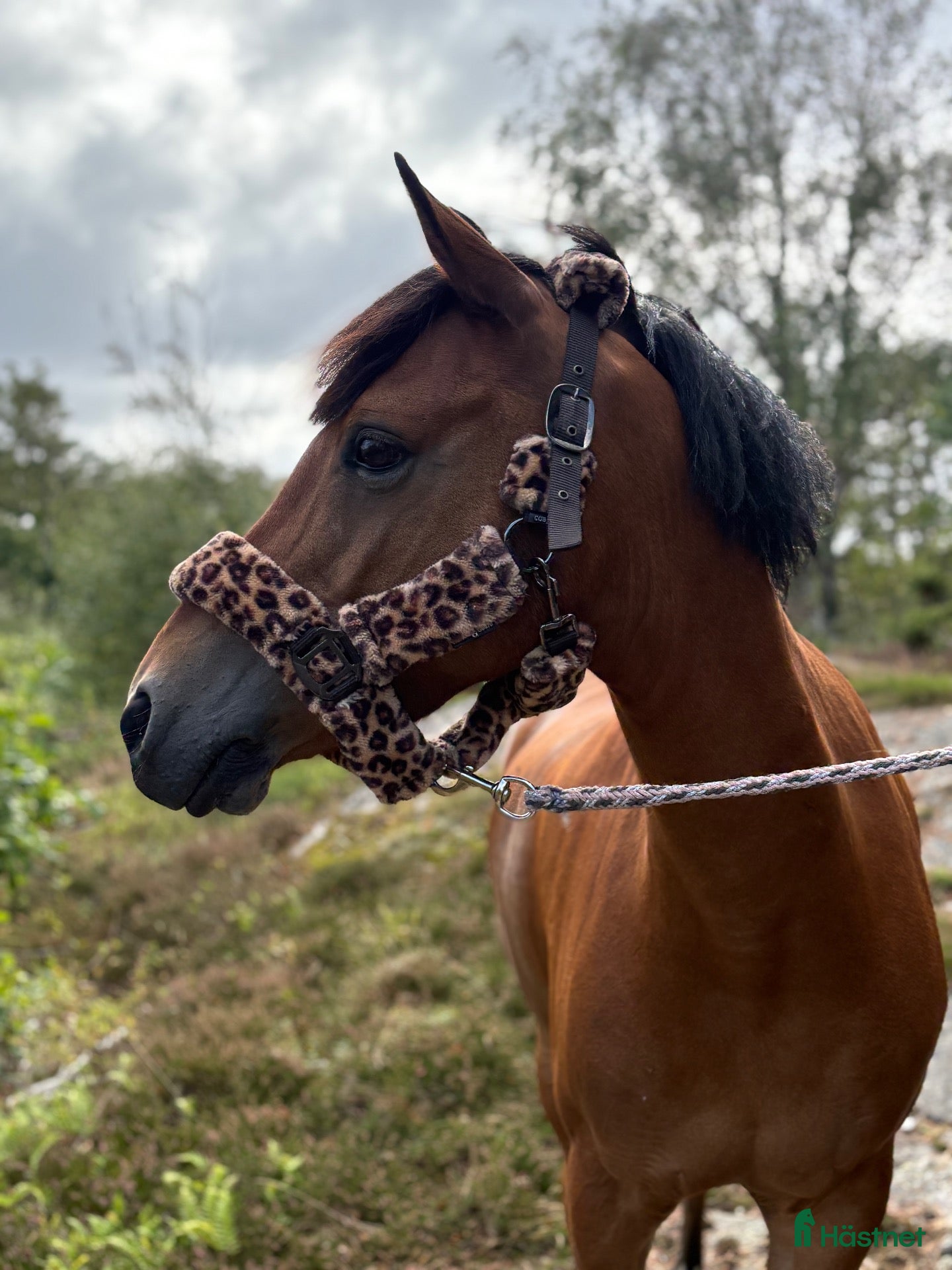  hästar Erfaren D ponny söker sin bästa vän - Annons 1