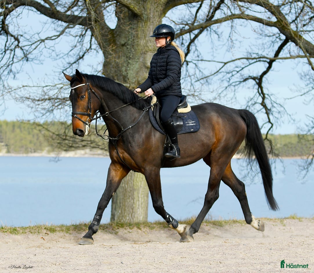  hästar Lovande 6-åring - Annons 1