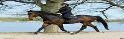 Allround hästar till salu: Lovande 6-åring - Annons 1