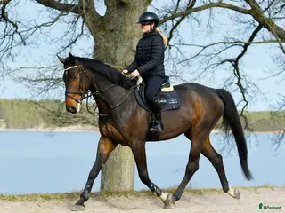 Allround hästar till salu: Lovande 6-åring - Annons 1