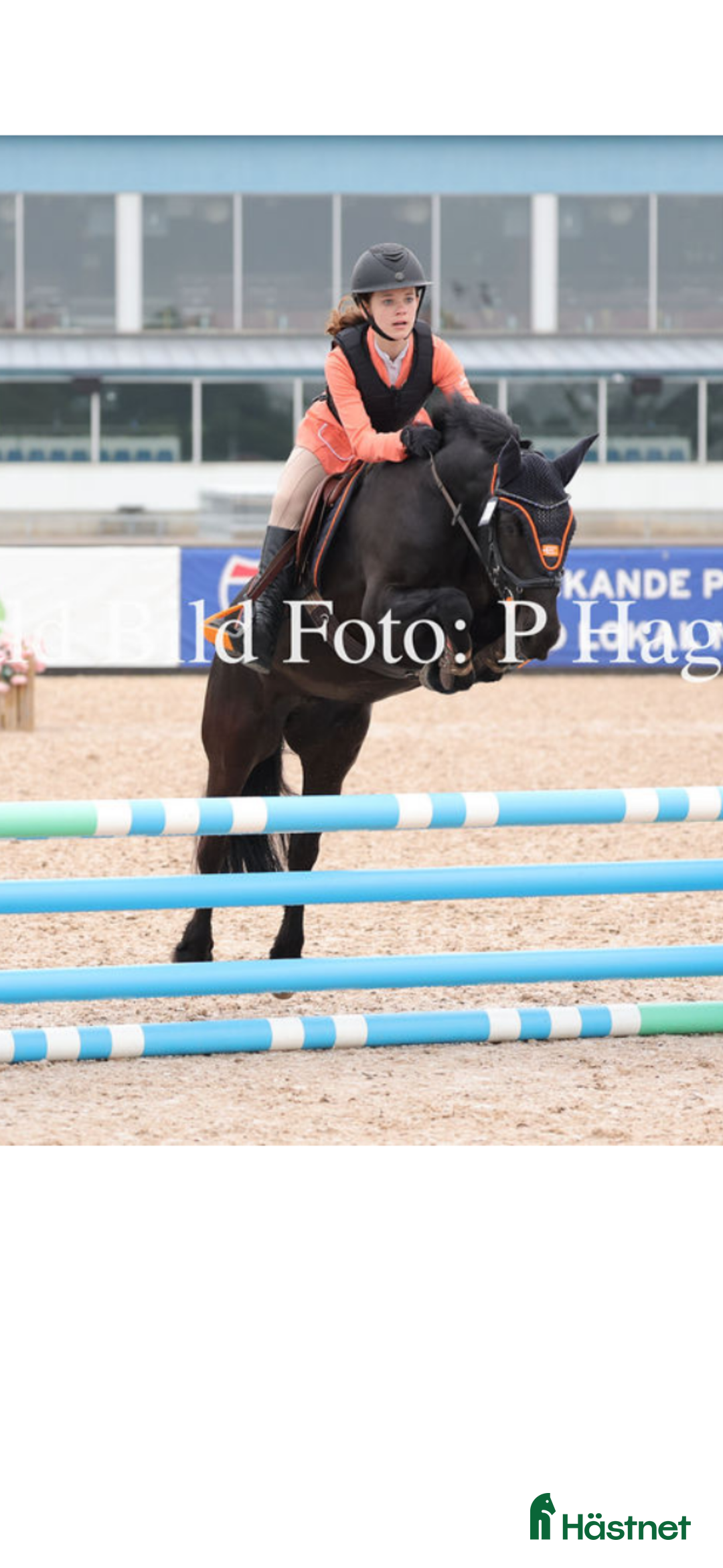 Hoppning hästar till salu: Sockersöt tävlingsponny kat.C - Annons 7