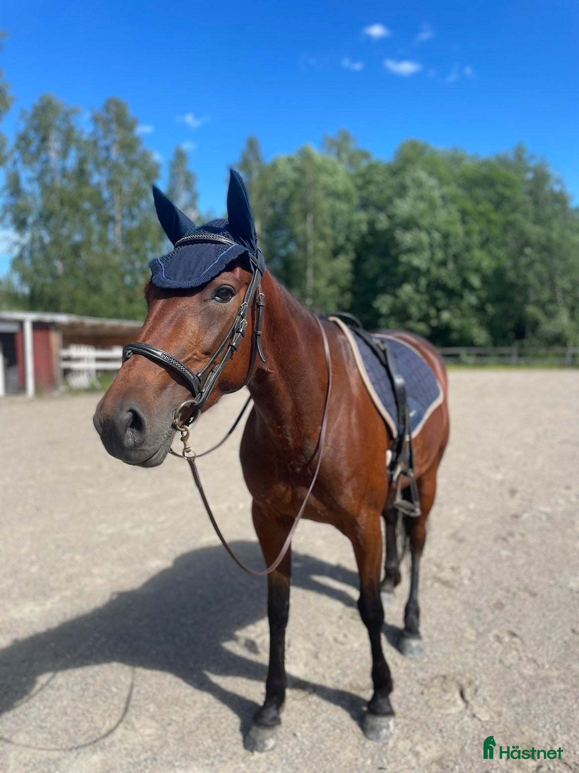  hästar Vbl Sto 6år i Järbo - Annons 18