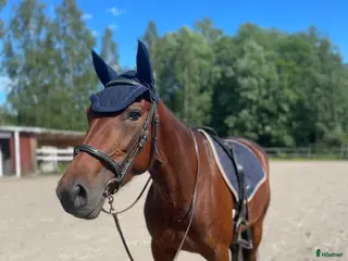 hästar Vbl Sto 6år i Järbo - Annons 18