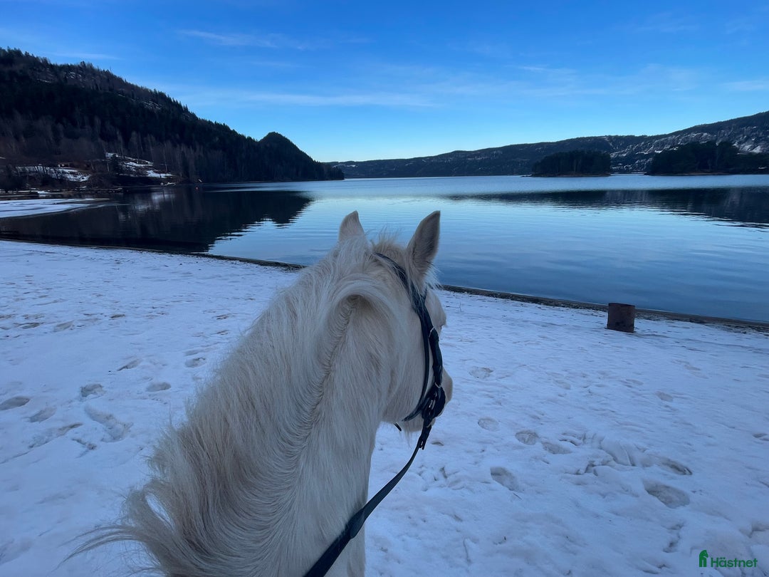 Allround hästar till salu: Trevlig c ponny i Lerum - Bild 11