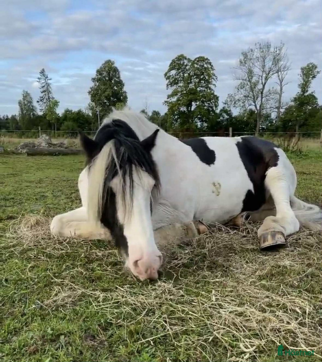 Allround hästar till salu: Bob söker sitt drömhem i Axvall - Annons 3