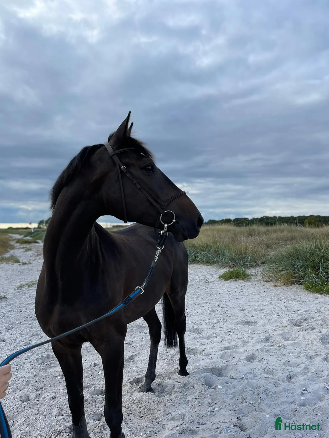 Avelshästar hästar till salu: Avelssto f. 2016 e. Argus da Carma, u. Irco Mena - Annons 1