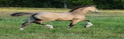 Allround hästar till salu: Vacker welsh cob kille - Annons 4