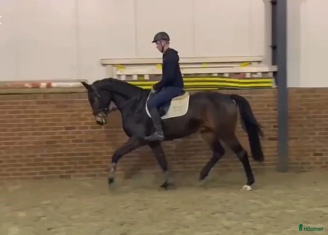 Allround hästar till salu: Stabil 5års valack allround ev byte - Annons 5