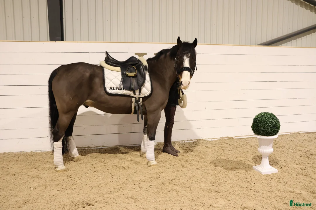 Allround hästar till salu: Tävlingsponny 140 cm / Welsh Full Stam - Annons 2