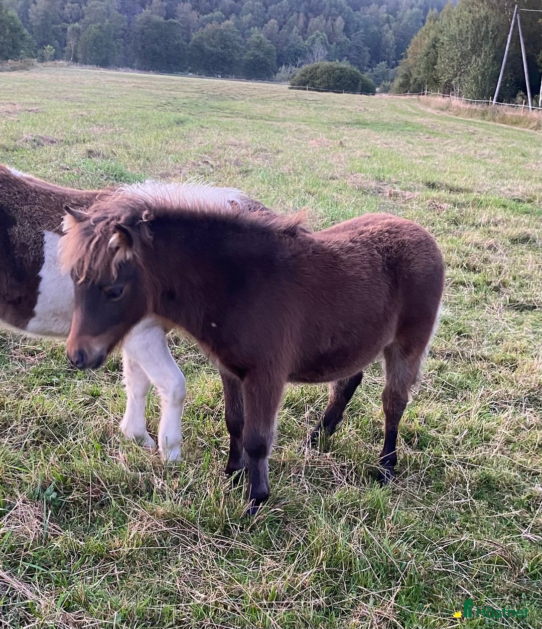 Utställning hästar till salu: Mini Shetlands hingst i Färgelanda - Annons 4
