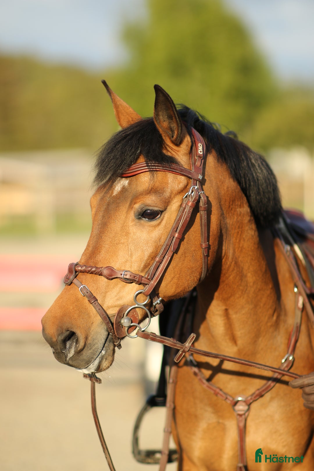 Hoppning hästar till salu: Kvalitetssto  i Fjärås - Annons 5
