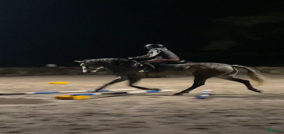 Galleribild {{count}}