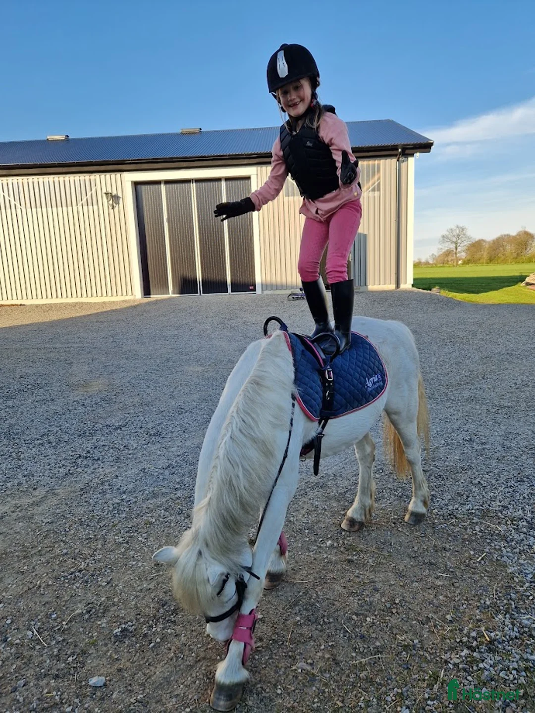 Allround hästar sökes: Har ni våran bästa vän? i Löberöd - Annons 5