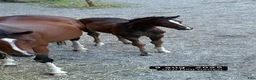  stallplats finnes: Stall uthyres  - Annons 3