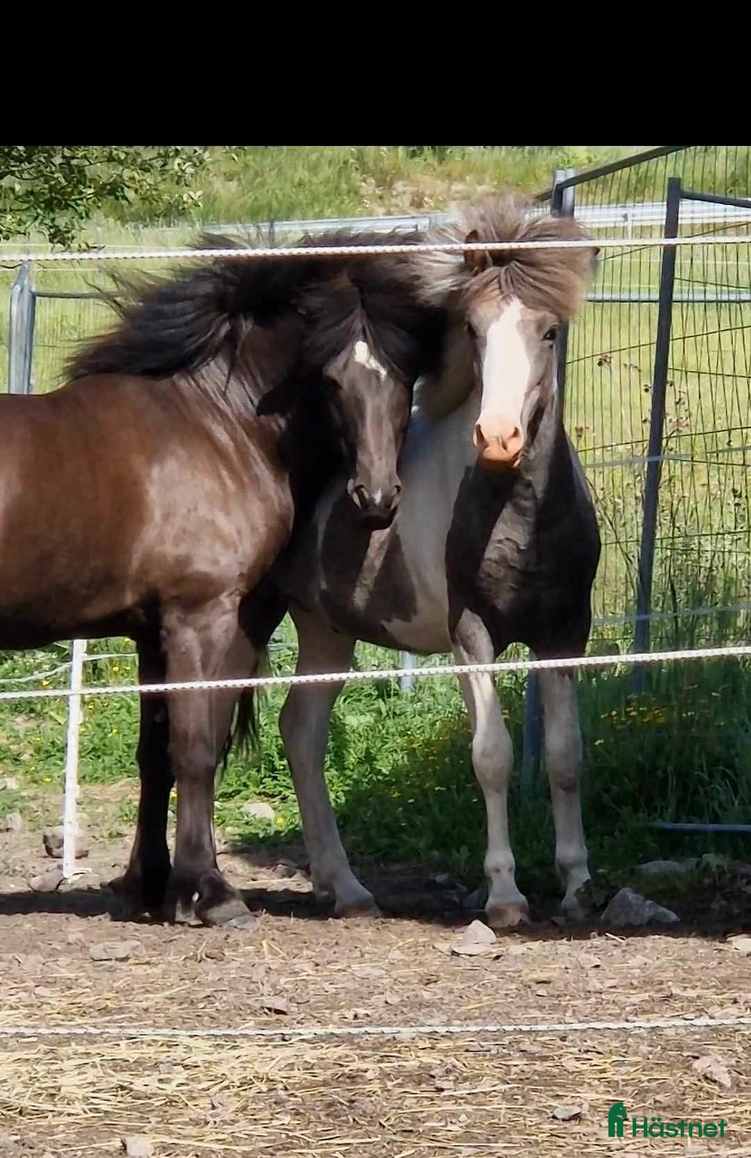  hästar Unghäst  - Annons 3