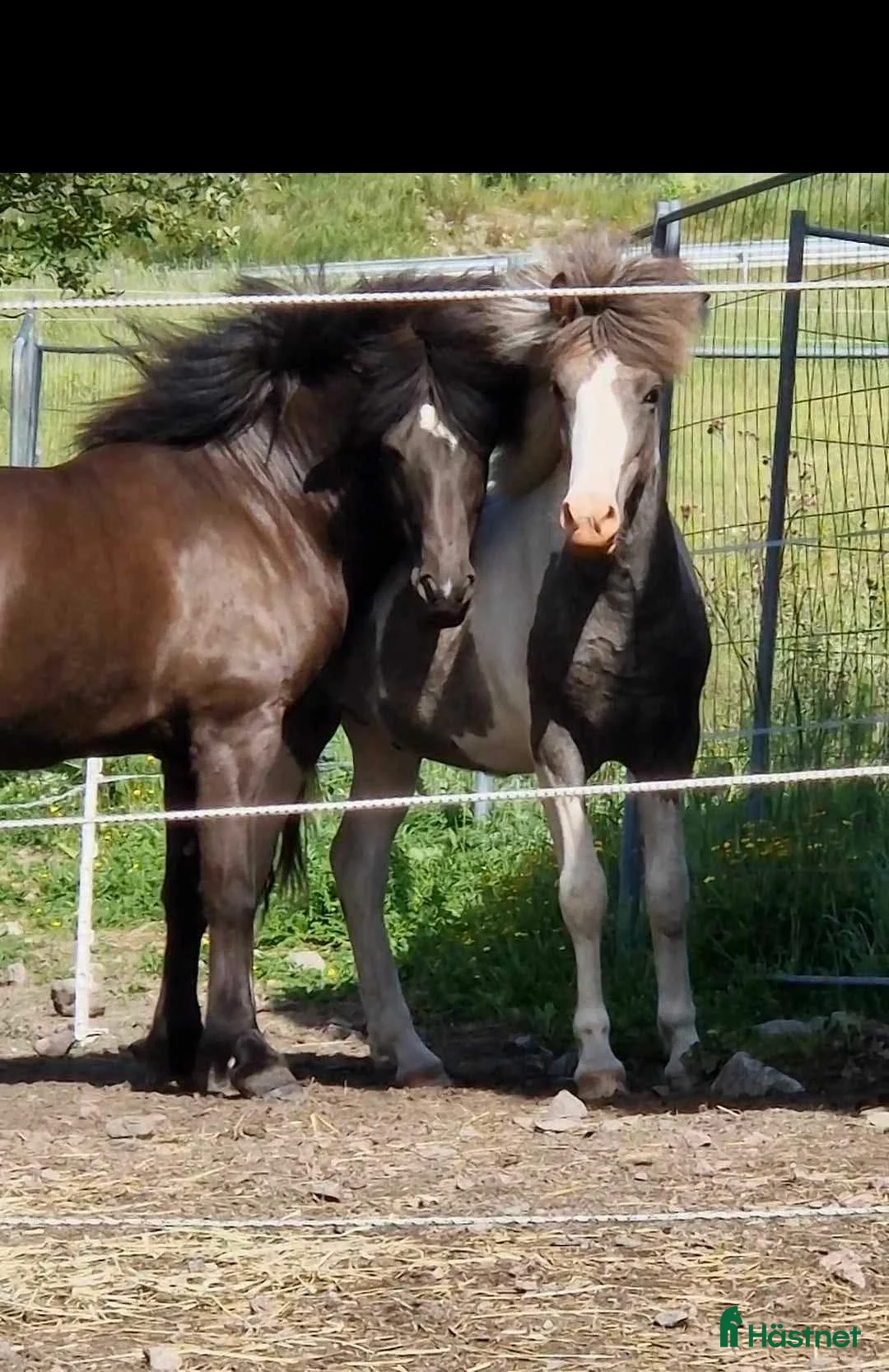 Island hästar till salu: Unghäst  - Annons 1