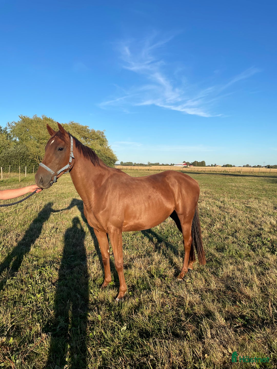 Hoppning hästar till salu: 3-årigt inridet sto e.Contant Q.  Röntgad. i Ängelholm - Annons 2