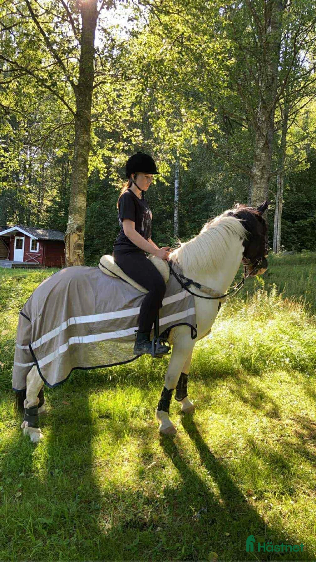 Island hästar till salu: Stor, 90% bombsäker, viktbärande valack - Annons 4