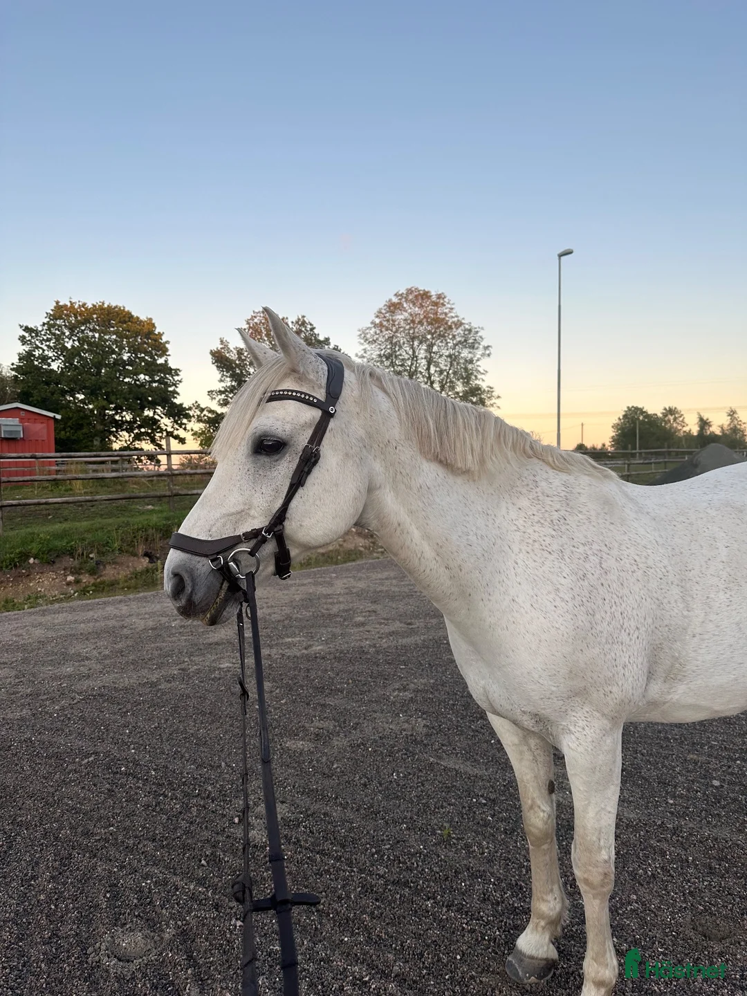 Allround hästar till salu: Trygg och genomsnäll D-ponny i Hässleholm - Annons 2