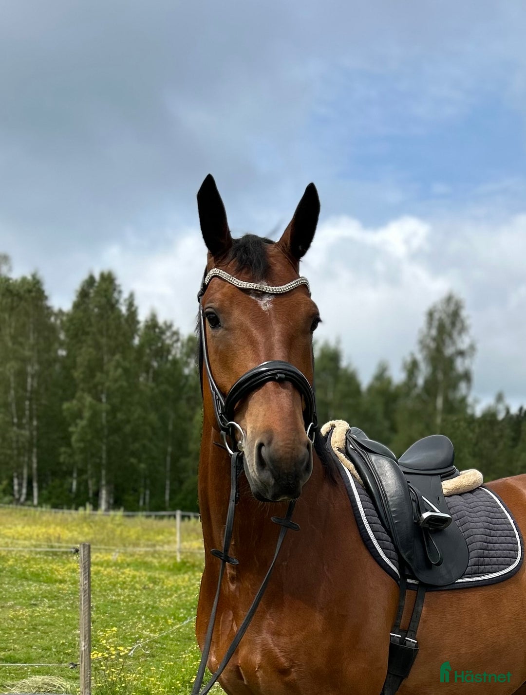 Dressyr hästar till salu: Trevlig valack  i Kungsbacka - Annons 1