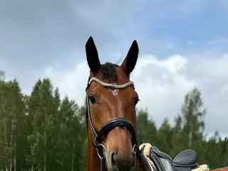 hästar Trevlig valack i Kungsbacka - Annons 6