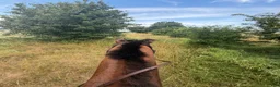  stallplats finnes: Lösdriftsplats för sto - Annons 2