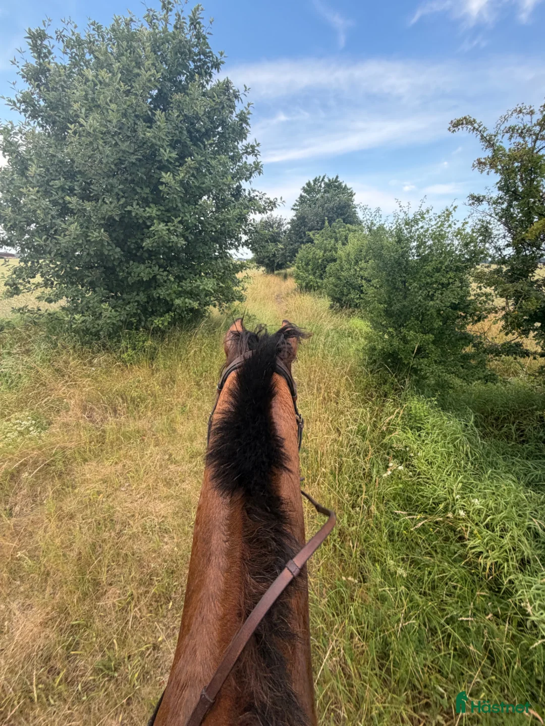  stallplats finnes: Lösdriftsplats för sto - Annons 2