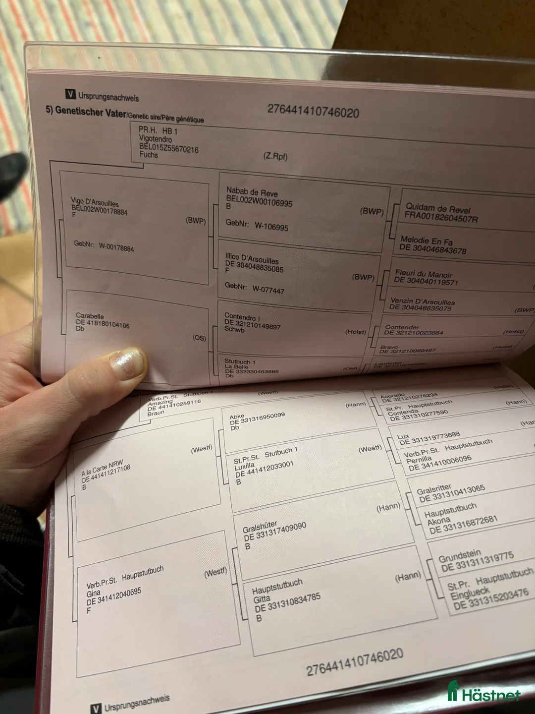 Hoppning hästar till salu: Trevlig 6 åring  i Allerum - Annons 3