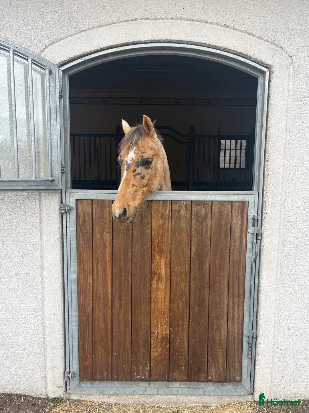 Dressyr hästar till salu: En Bästa Vän! - Annons 2