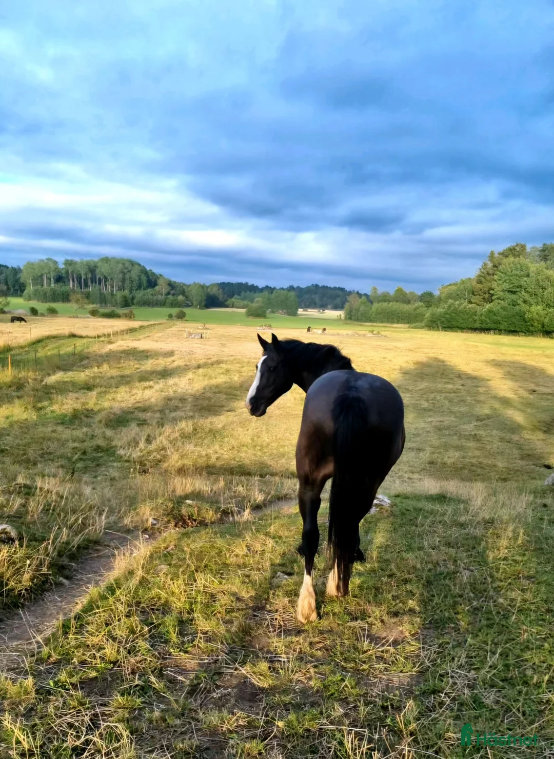  stallplats finnes: Stallplats för valack i Angarn - Annons 1