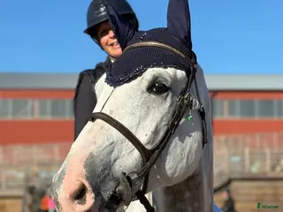 hästar Supertrevlig 5 åring med mycket kapacitet - Annons 1
