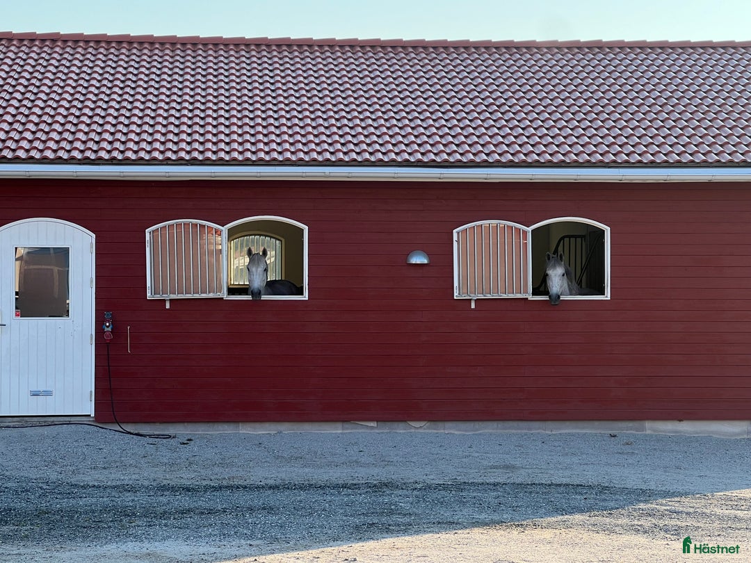 stallplats finnes: En ledig boxplats i litet stall i Brottby - Annons 1