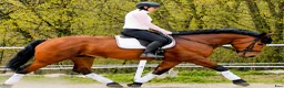 Allround hästar till salu: Magnificent allrounder - unique look - Annons 6