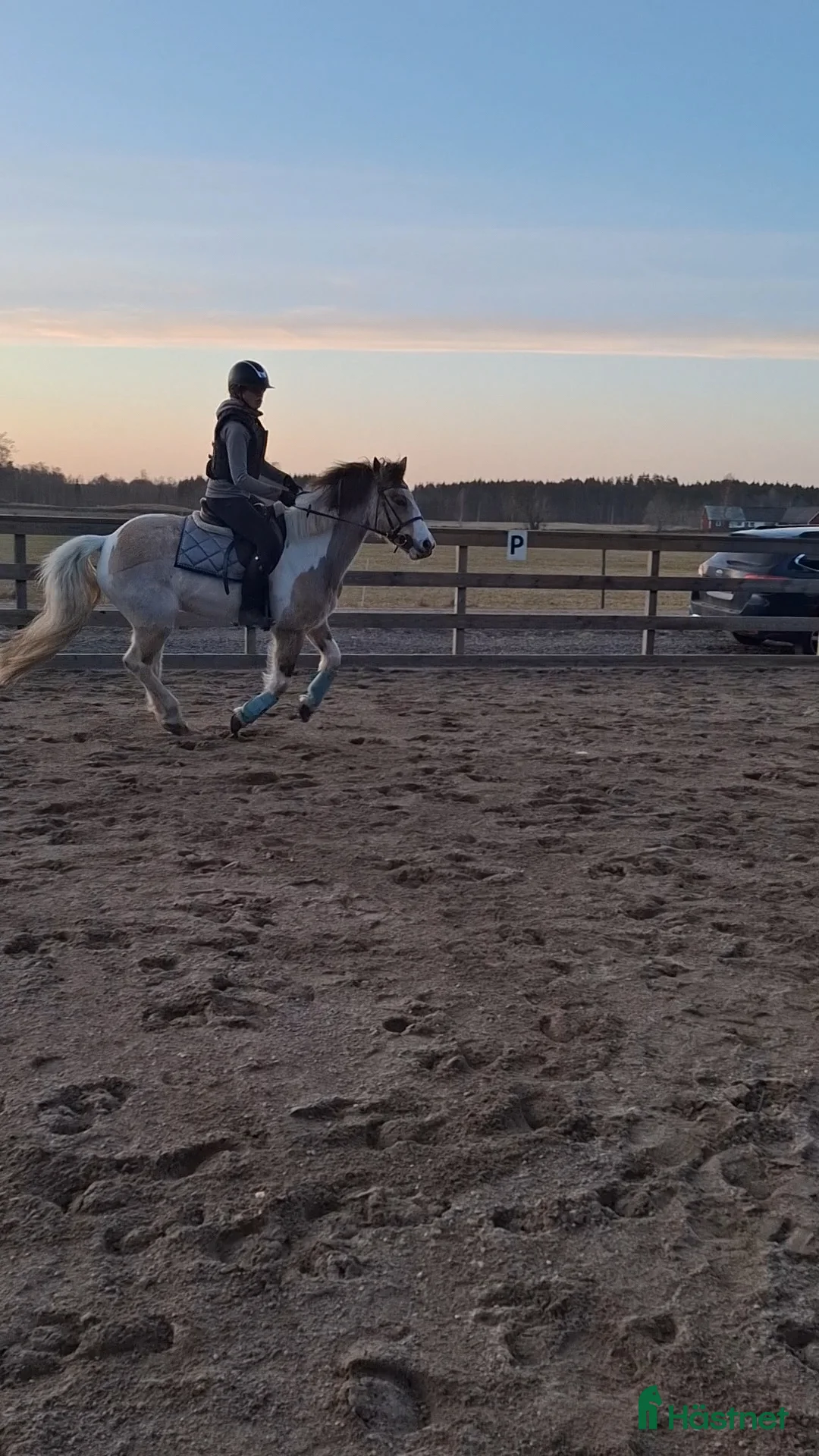 Allround hästar till salu: Tillfälle för dig med kunskap - Annons 2