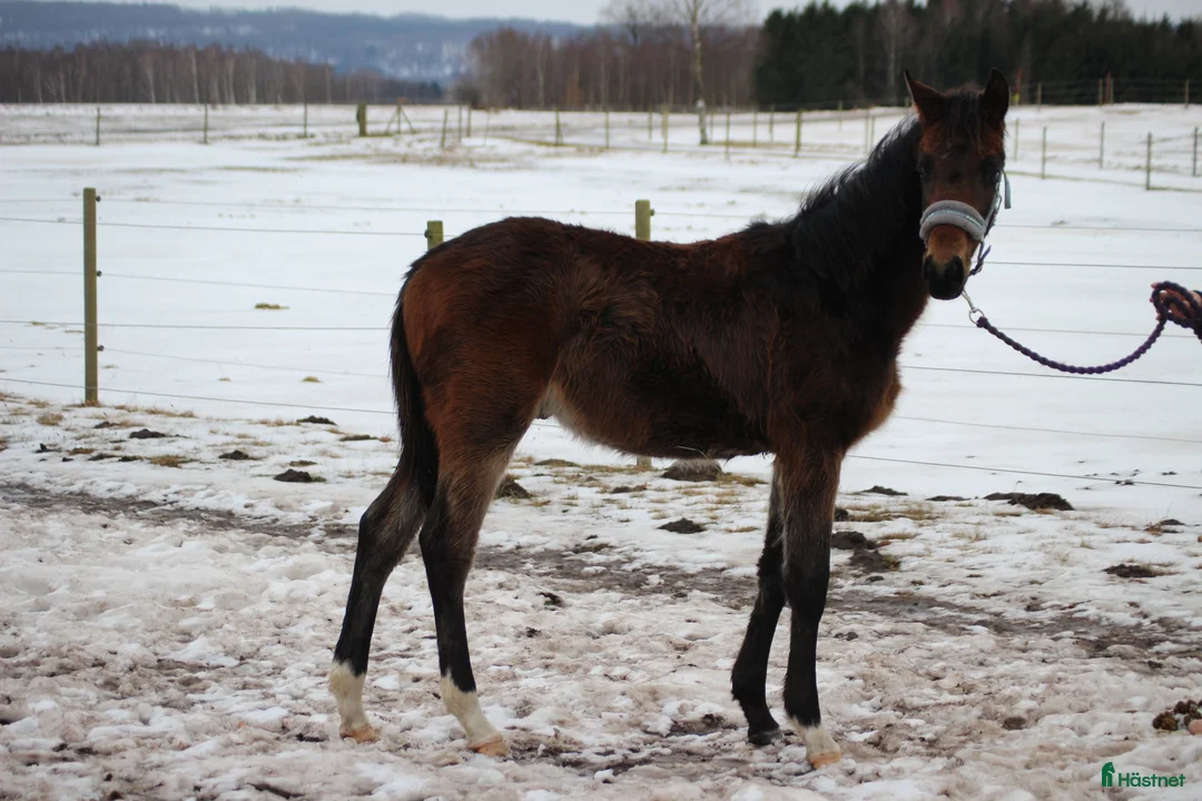Dressyr hästar till salu: Trevlig hingst - Annons 2