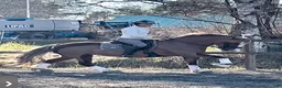  hästservice finnes: Tömkörning & privatlektioner  - Annons 4