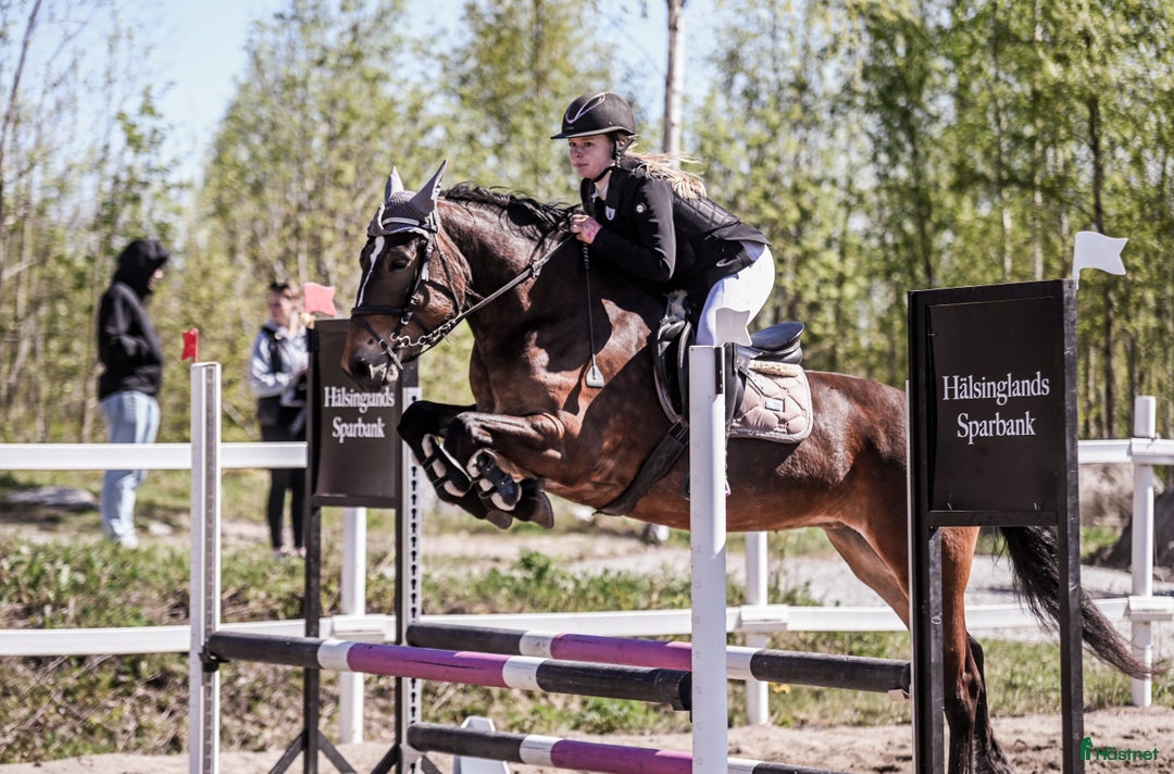 Allround hästar till salu: Allround med talang hoppning i Ilsbo - Annons 1