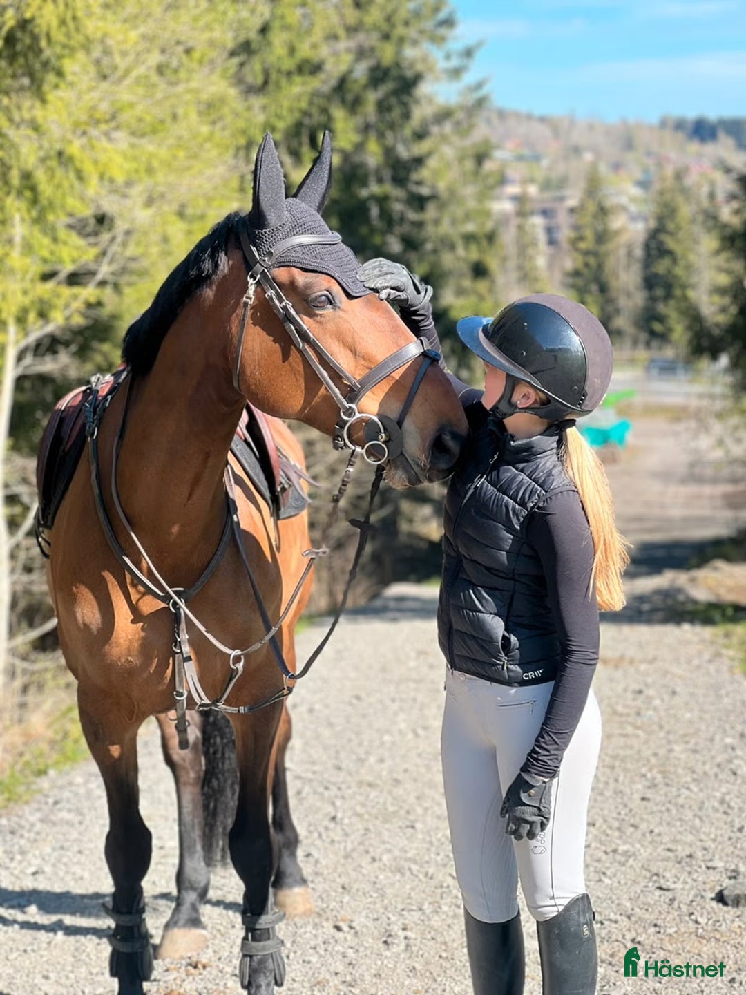 Hoppning hästar till salu: Snill spranghest med stor kapasitet i Nittedal - Annons 12