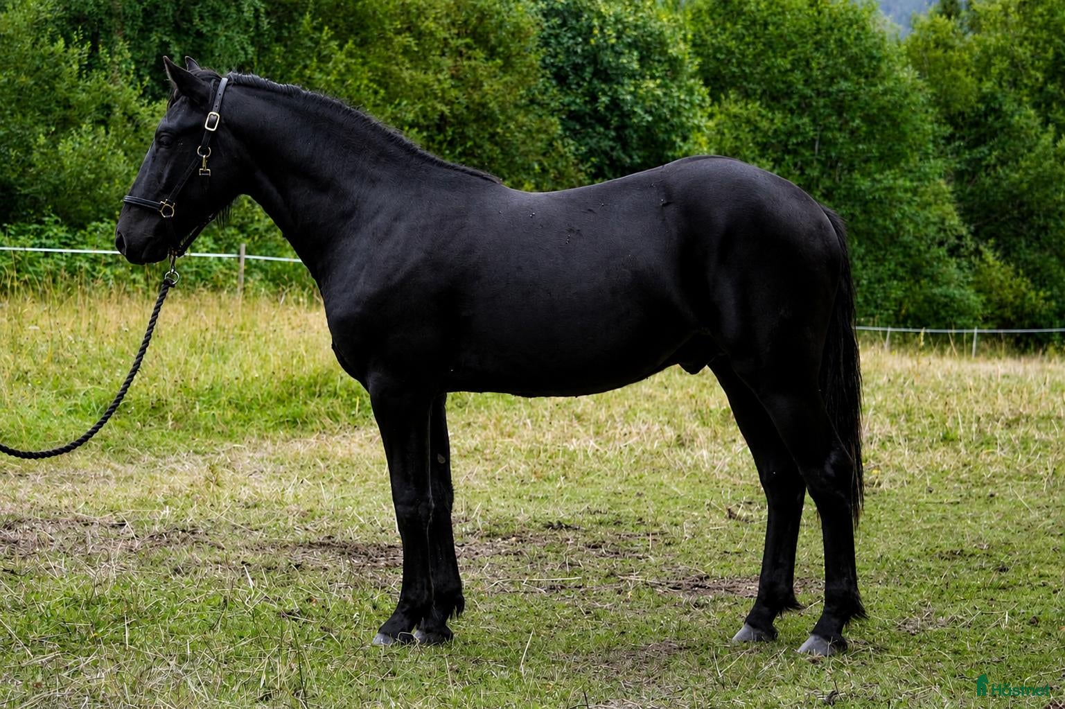  hästar Vacker 1-årig kallblods hingst till trav  - Annons 2