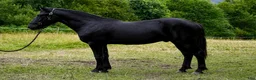 Trav hästar till salu: Vacker 1-årig kallblods hingst till trav  - Annons 1