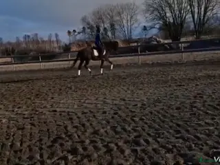 hästar Svart skönhet - Annons 7