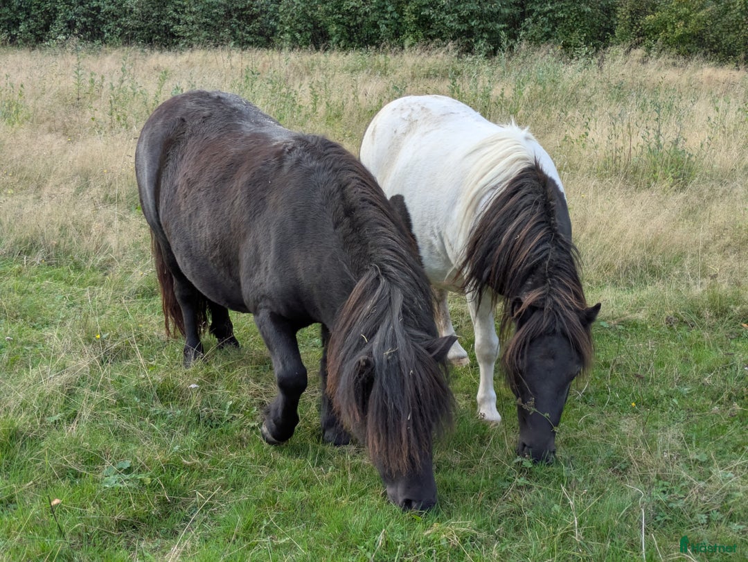 Allround hästar till salu: Blivande superallround tjej i Edsbyn - Annons 2