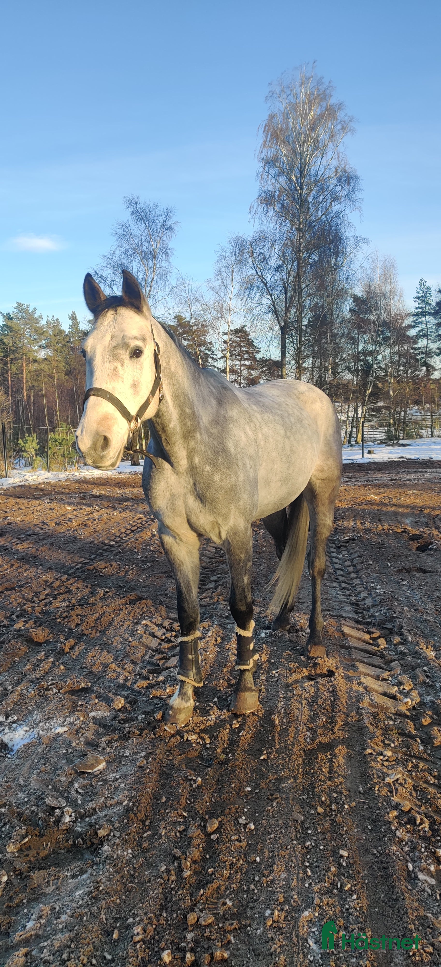  hästar En oslipad diamant i Blentarp - Annons 12