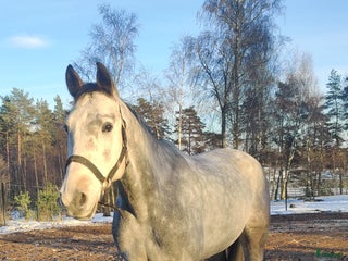Hoppning hästar till salu: En oslipad diamant i Blentarp - Annons 1